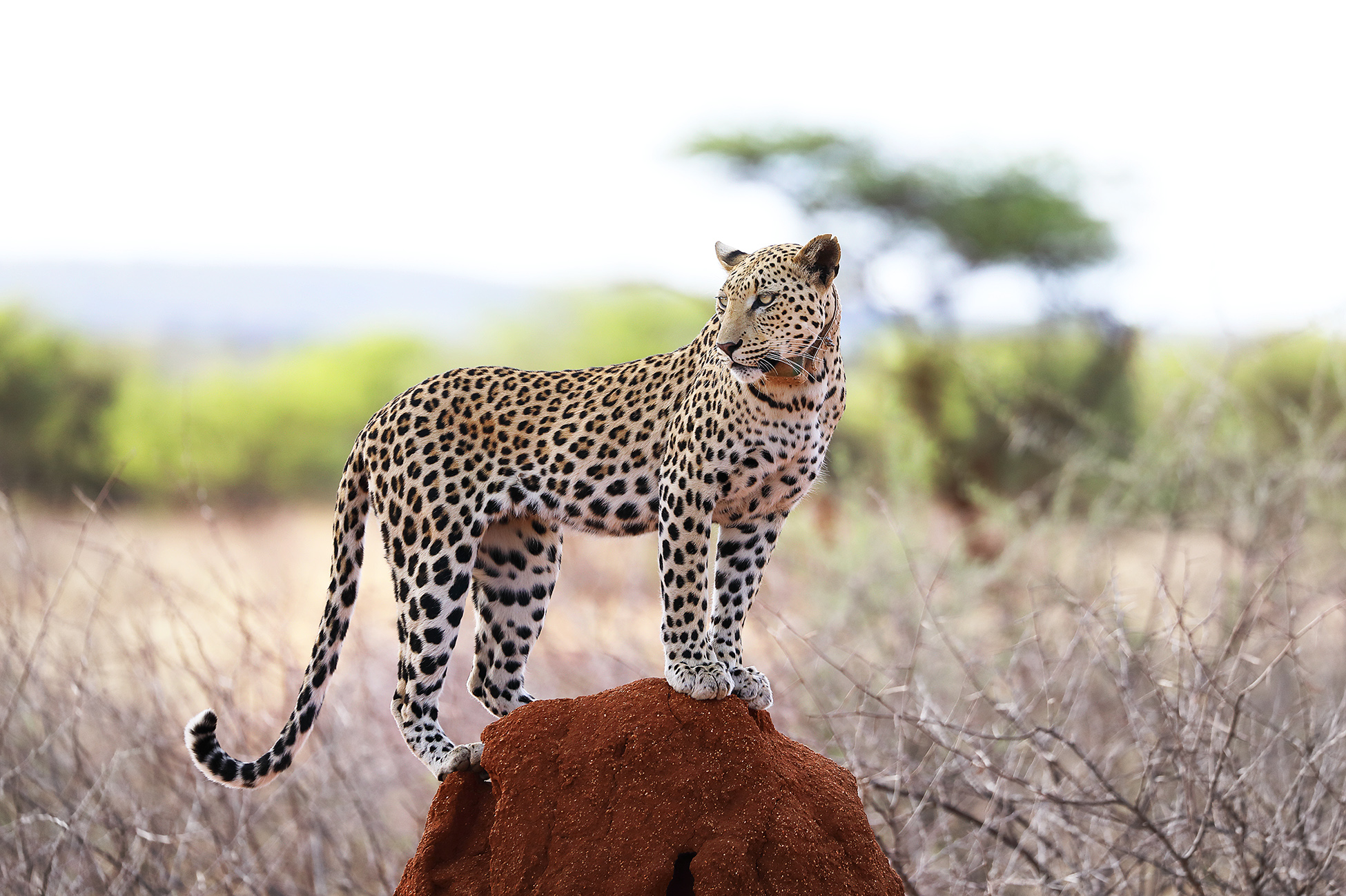 Female Leopard Namibia