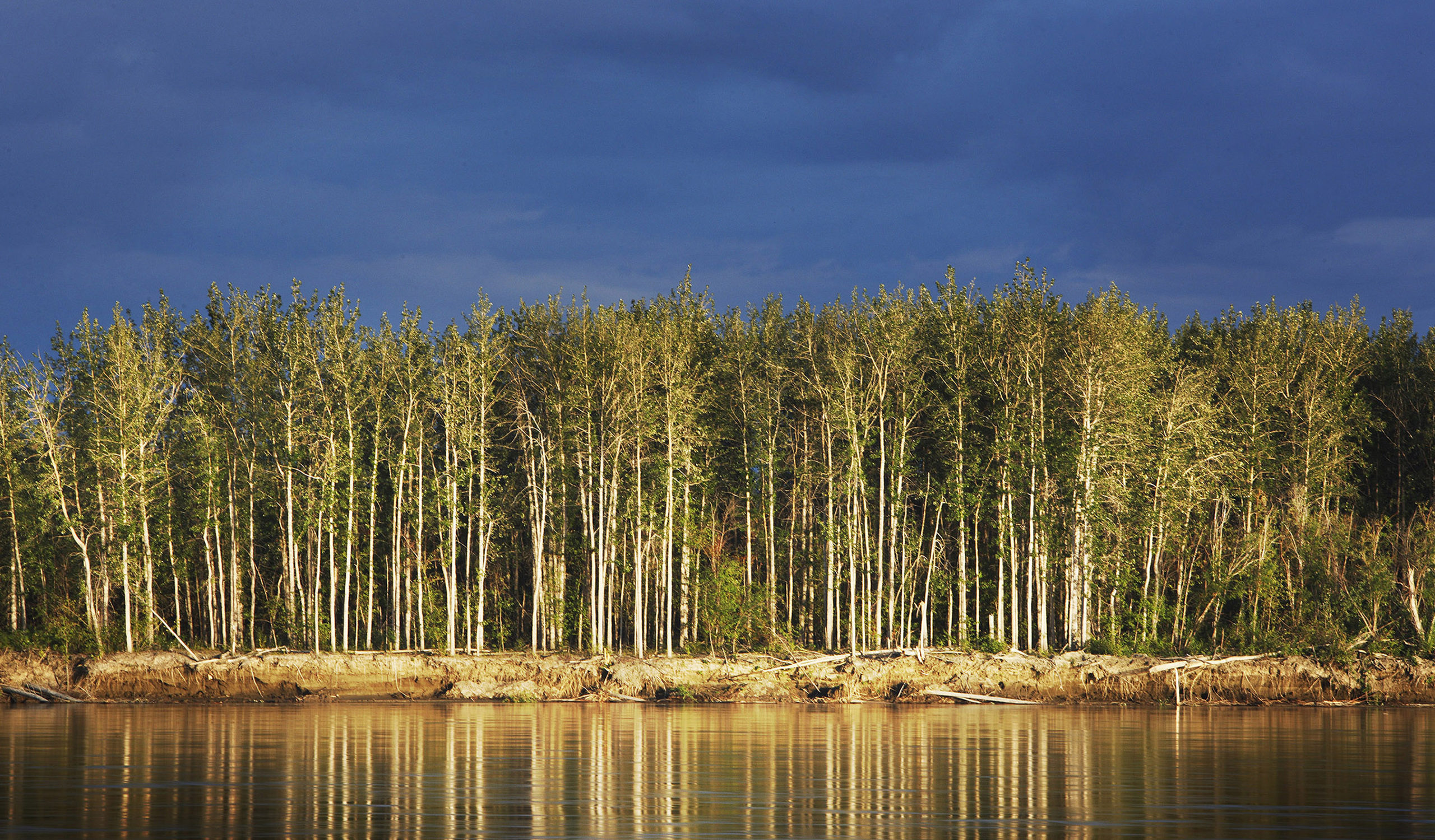 Foto der untergehenden Sonne auf den Birken an den Ufern des Yukon River. Der Yukon River fließt von seiner Quelle in Britisch-Kolumbien (Kanada) durch das Yukon Territory, bevor er die Grenze zu Alaska überquert und in etwa 3000 km Entfernung in das Beringmeer mündet. Der Fluss hat eine geschichtsträchtige Goldrausch-Geschichte und ist eine der schönsten Wasserstraßen der Welt. Er ist ein fantastischer Spielplatz für SUPs, Kajakfahrer, Kanufahrer, Jäger und Fischer.