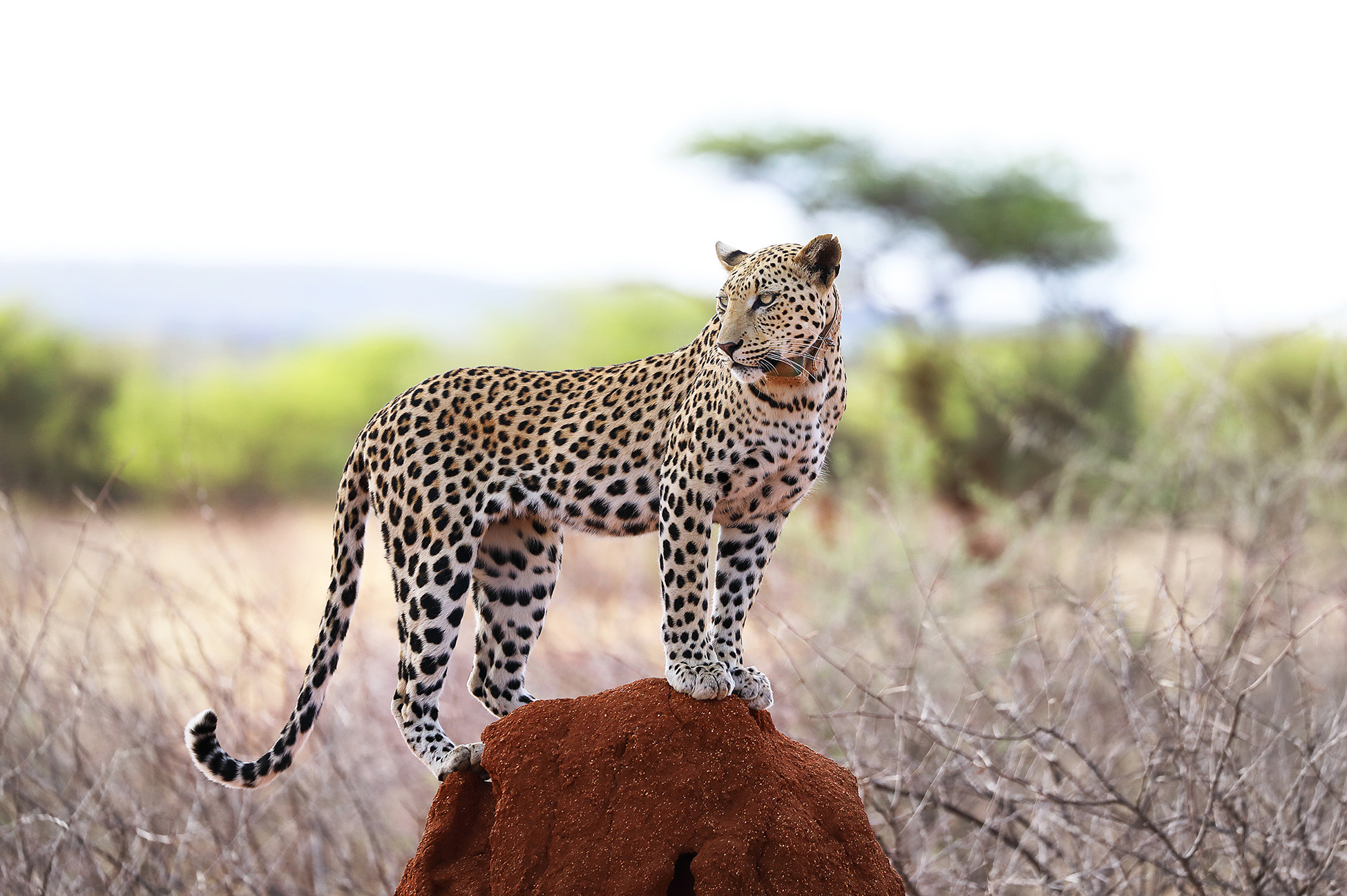 Female Leopard Okonjima Nature Reserve