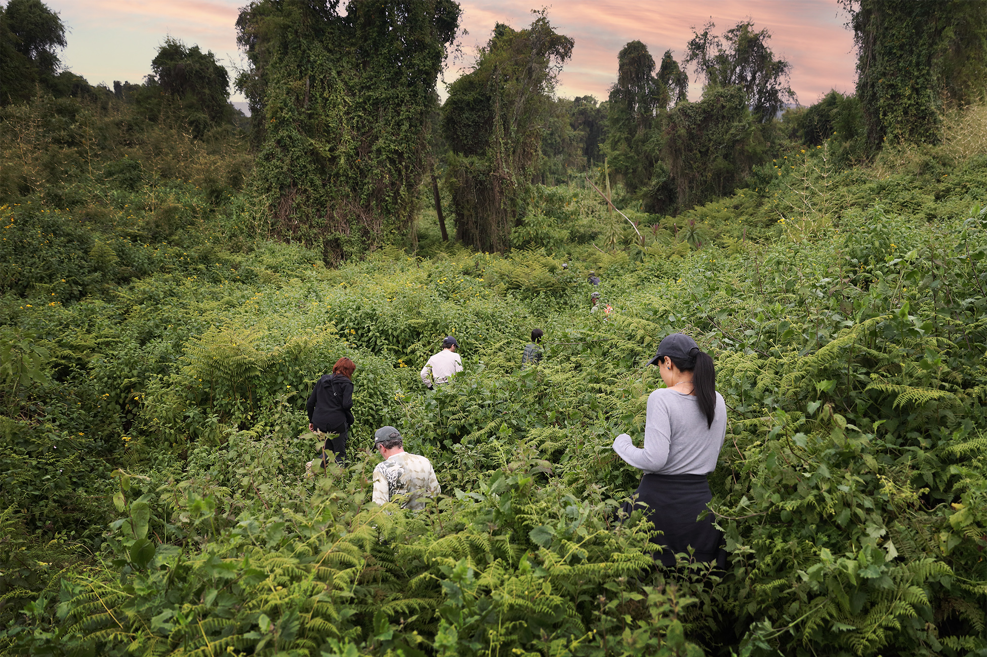 Guided gorilla trekking walk through dense rainforest in Volcanoes National Park near Wilderness Bisate Reserve, Rwanda.