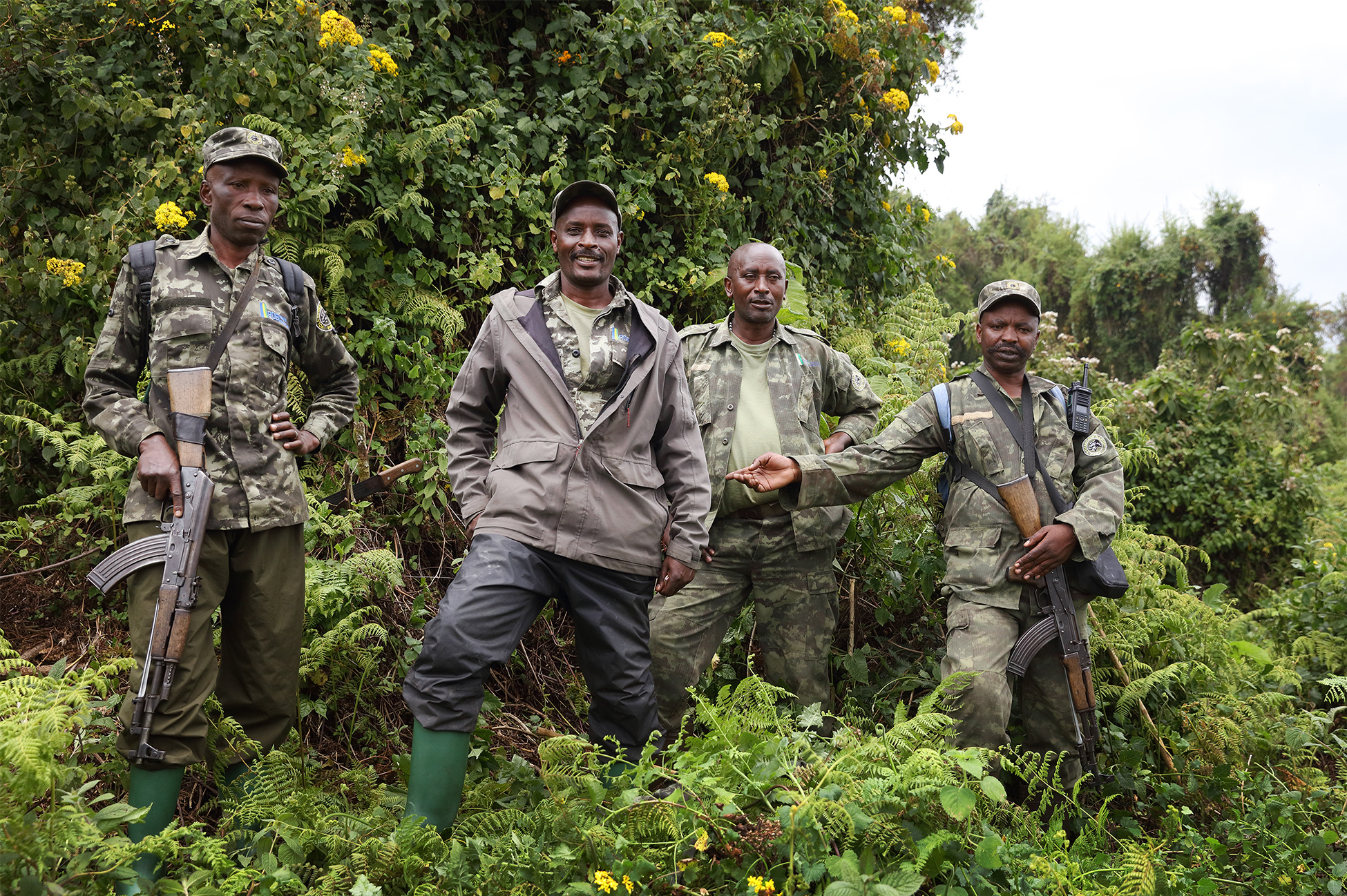 Armed park rangers patrolling the rainforest in Volcanoes National Park to protect endangered mountain gorillas near Wilderness Bisate Reserve.