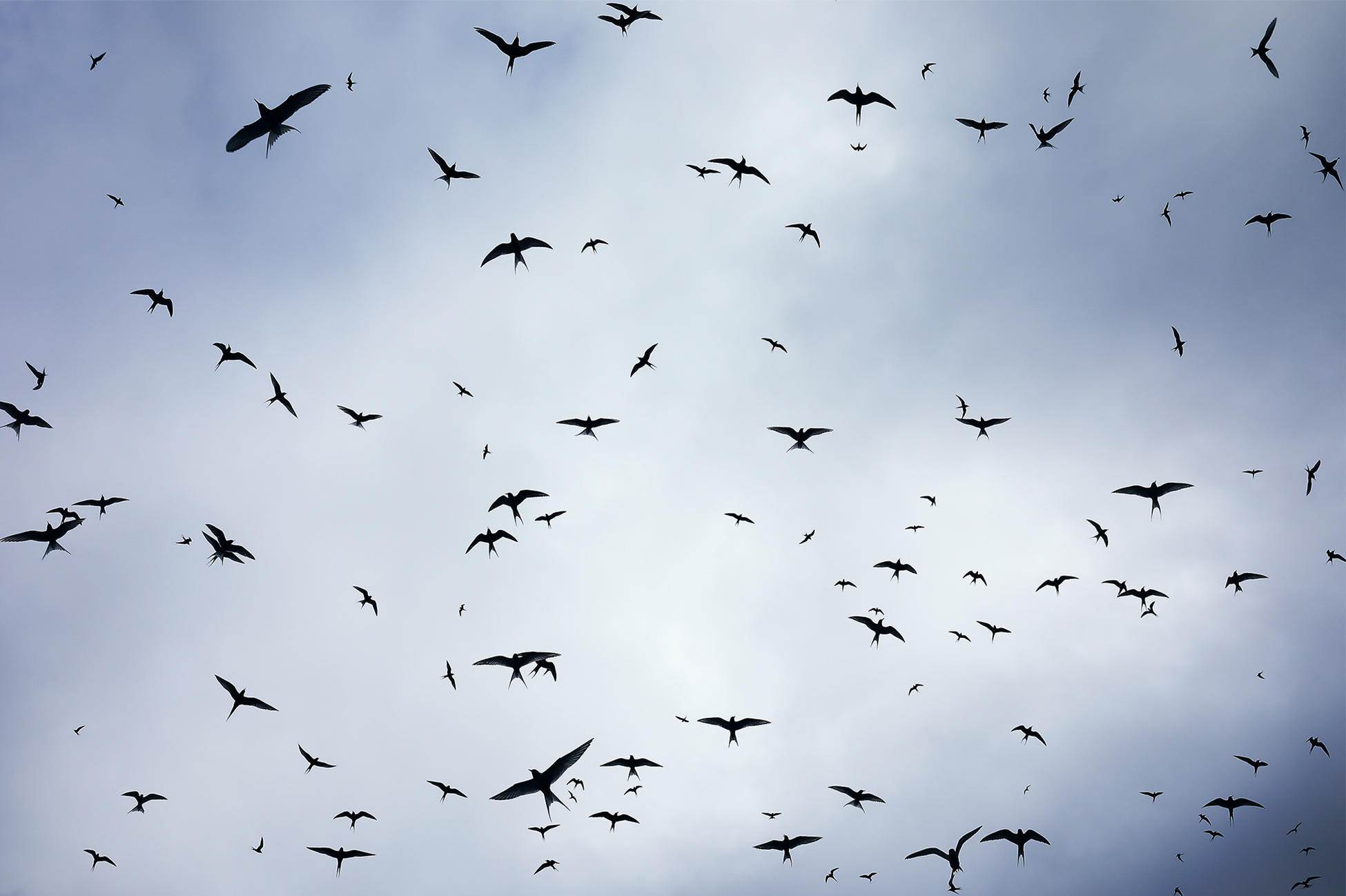 Hundreds of Arctic Terns Under the Midnight sun Norway