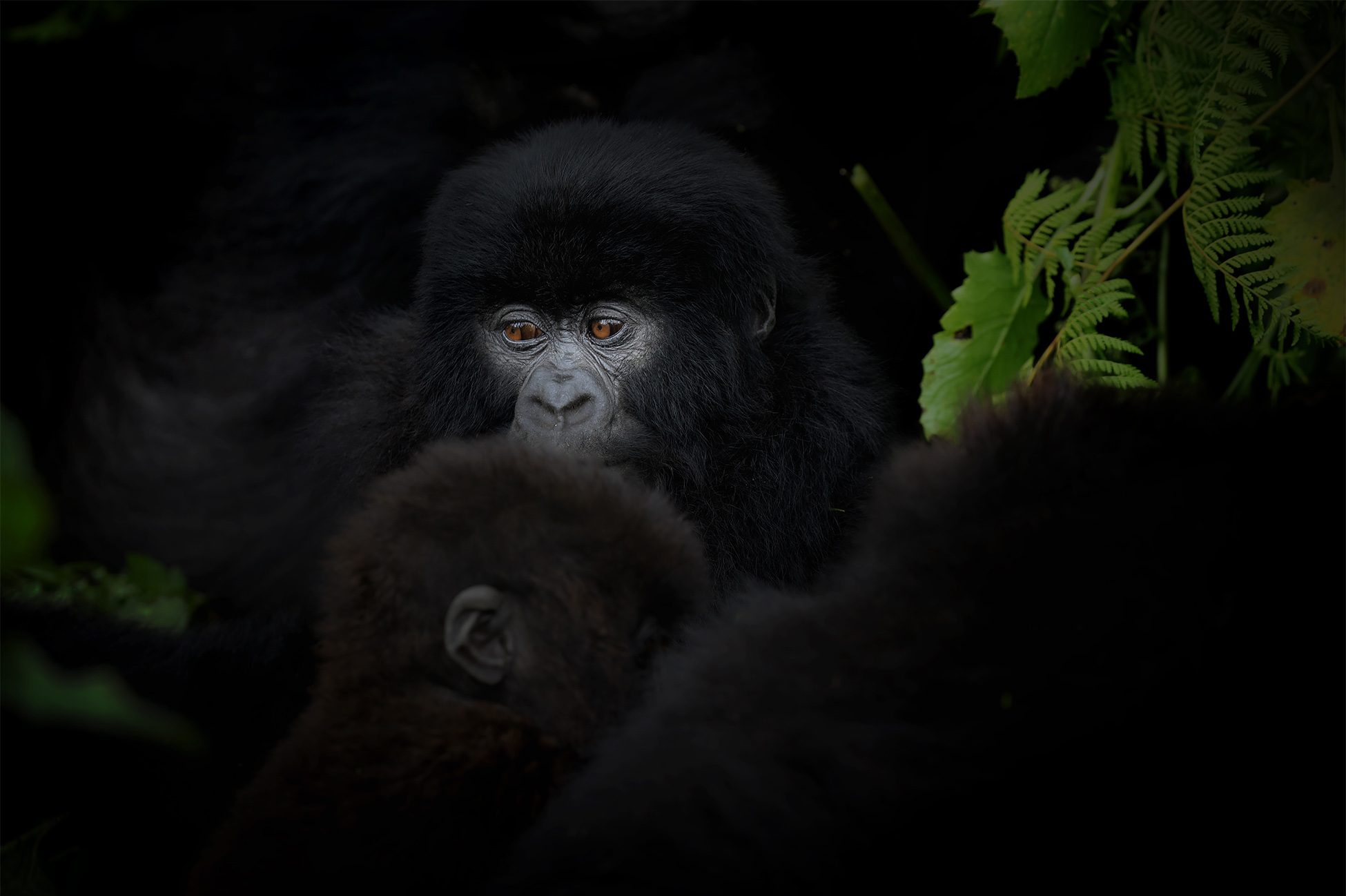 For more photography of the mountain gorillas and travels from Rwanda please visit justinhession.ch