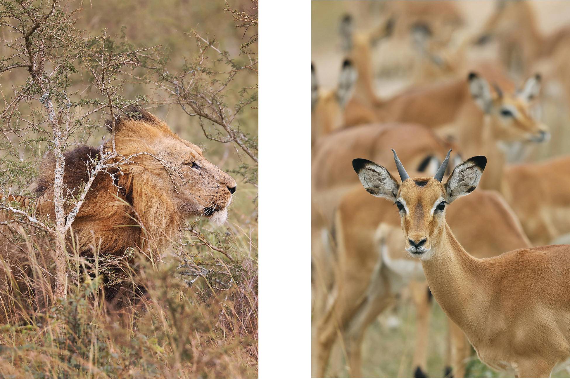 Photographing wildlife in Rwanda offers an unparalleled opportunity to capture some of Africa’s most iconic species in their natural habitats. Tracking mountain gorillas through misty forests; observing lions on the savannah; or photographing elephants roaming wide valleys; each moment demands patience; respect; and a deep awareness of the environment. Every encounter is a balance of preparation and spontaneity; where light; movement; and behavior converge to create powerful; evocative imagery. Rwanda’s diverse landscapes—from lush forests to rolling plains—provide a breathtaking backdrop; allowing photographers to document both the majesty of its wildlife and the intimate; often fleeting connections between animals and their world.